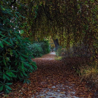 WEB  MG 7294 : Rhododendronpark Kromlau