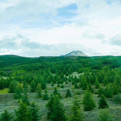 die Isländer forsten auf, die Insel soll wieder Wälder haben