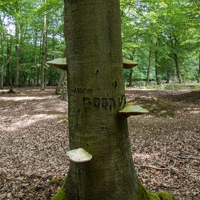 russische Initialien in den Bäumen : GSSD, Lost Place