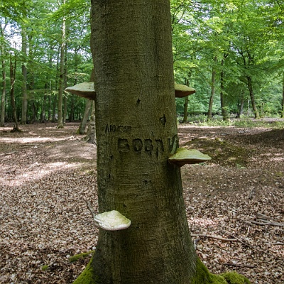 russische Initialien in den Bäumen : GSSD, Lost Place