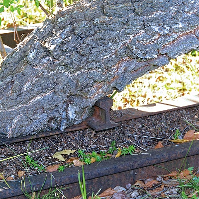 Verwachsenes