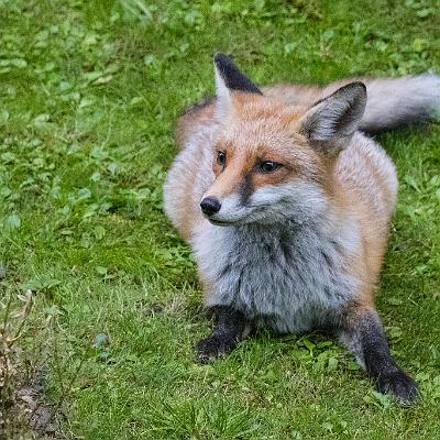 Fuchs