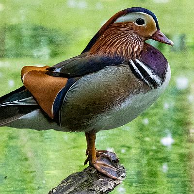 Mandarinente