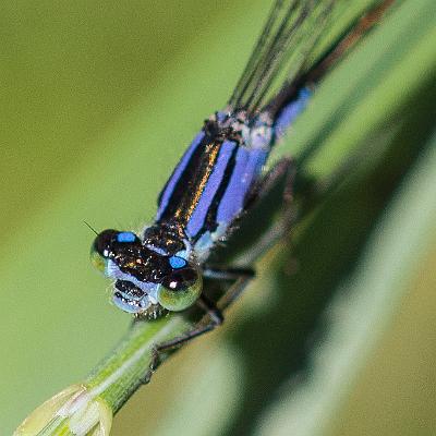 Libelle
