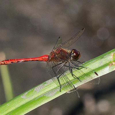 Libelle