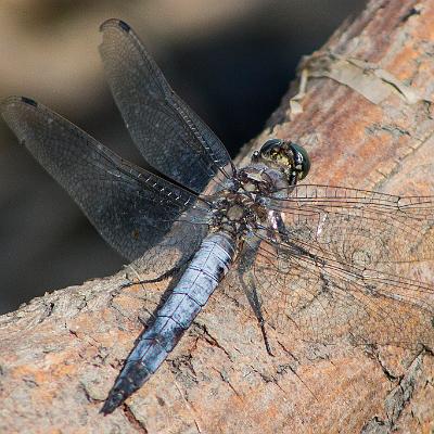 Libelle